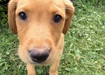 Puppy 7