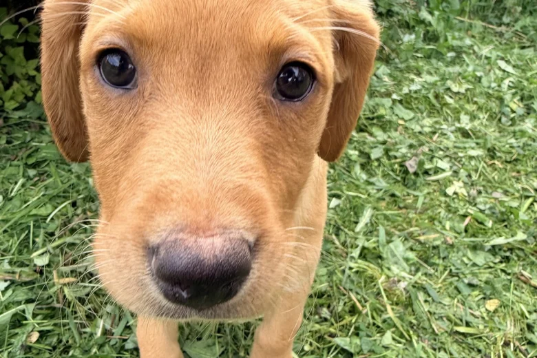 Labrador Retriever