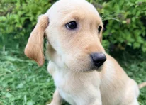 Puppy 6