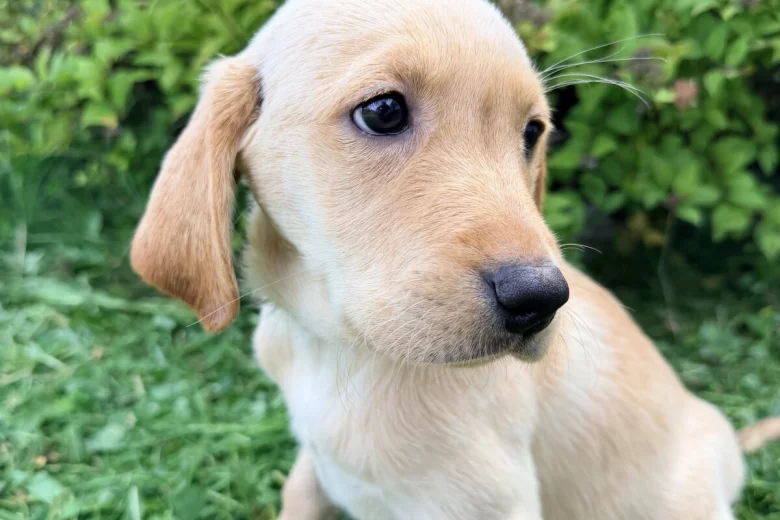Labrador Retriever