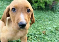 Puppy 1