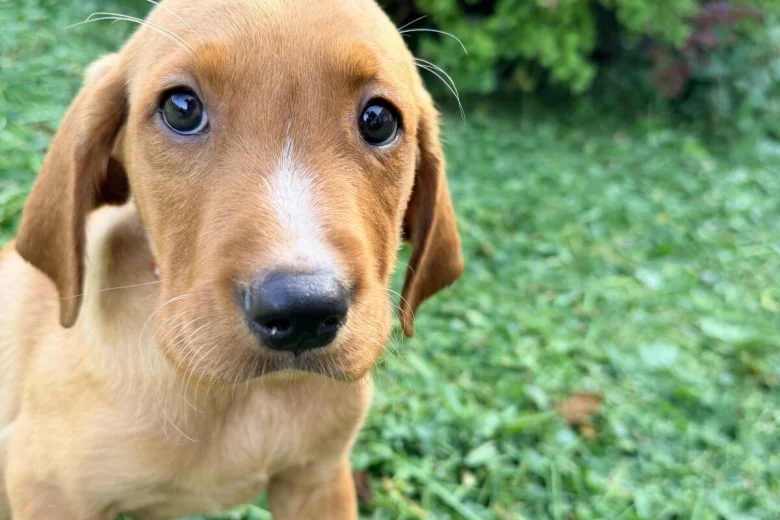 Labrador Retriever