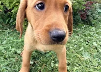 Puppy 5