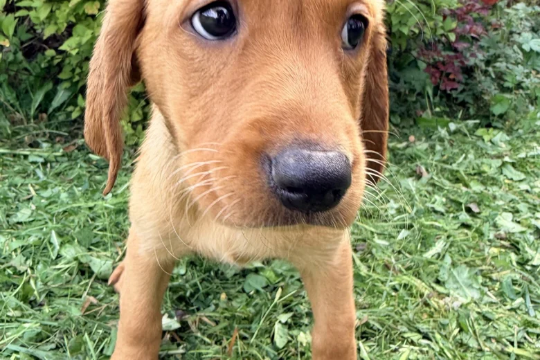 Labrador Retriever