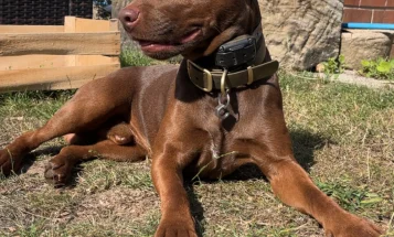 Patterdale Terrier