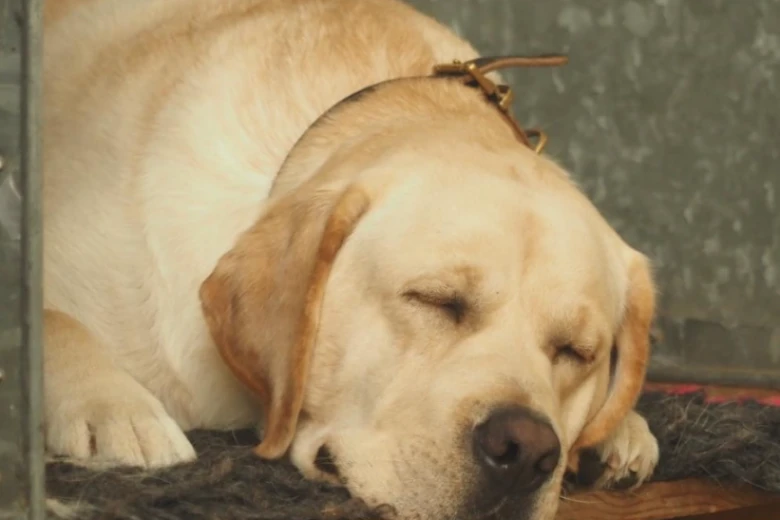 Labrador Retriever