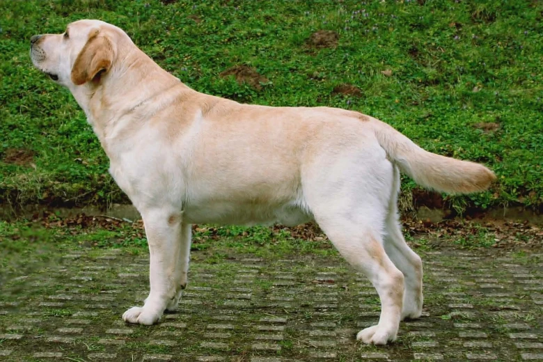 Labrador Retriever