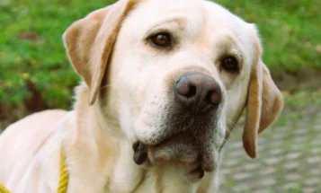 Labrador Retriever