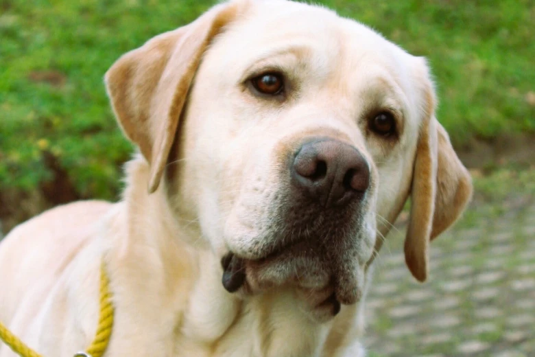 Labrador Retriever