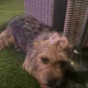 Yorkiepoo