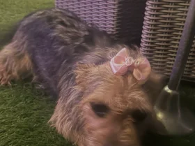 Yorkiepoo
