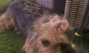 Yorkiepoo