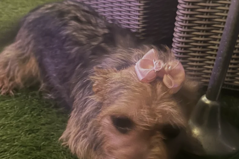 Yorkiepoo