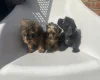 Yorkiepoo