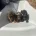Yorkiepoo