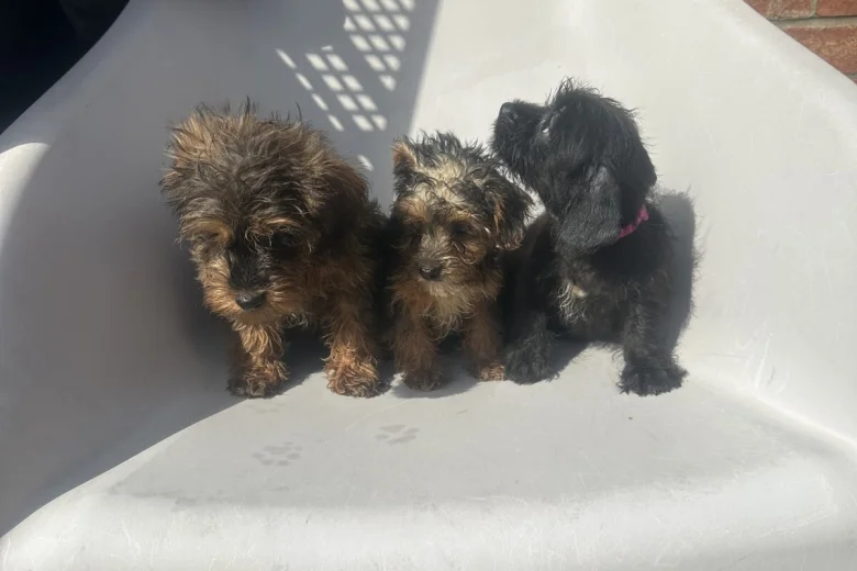 Yorkiepoo