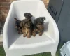 Yorkiepoo
