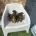Yorkiepoo