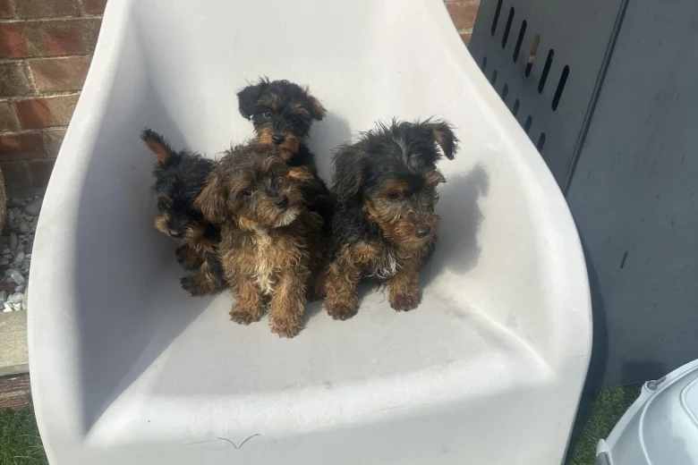 Yorkiepoo