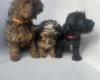 Yorkiepoo