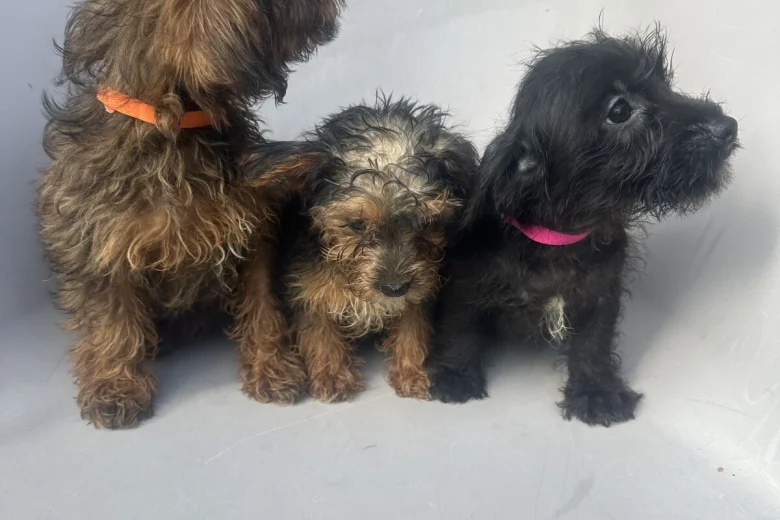 Yorkiepoo