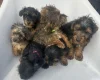 Yorkiepoo