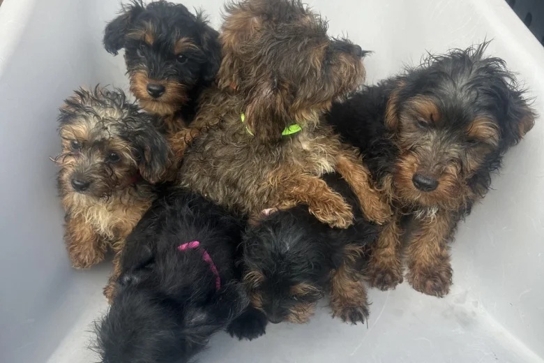 Yorkiepoo