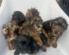 Yorkiepoo