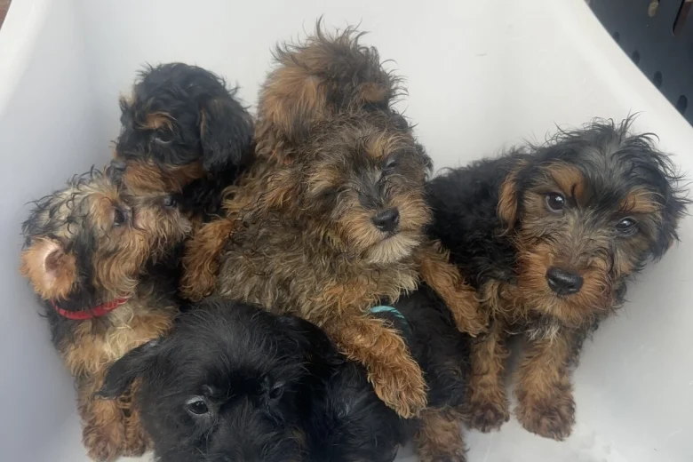 Yorkiepoo