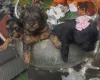 Yorkiepoo