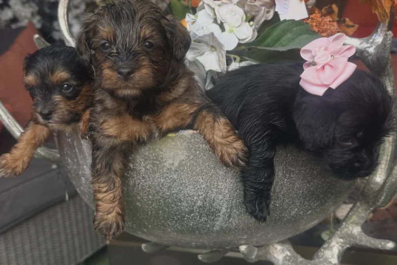Yorkiepoo