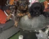 Yorkiepoo