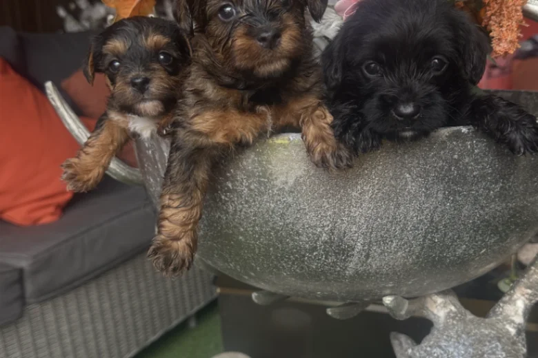 Yorkiepoo