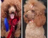 Yorkiepoo