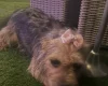 Yorkiepoo