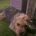 Yorkiepoo