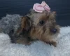 Yorkiepoo