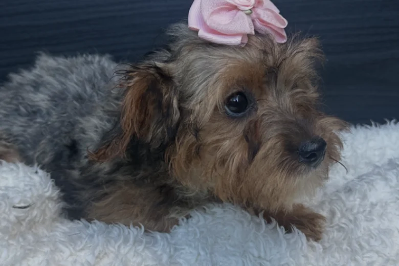 Yorkiepoo