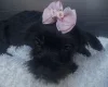 Yorkiepoo