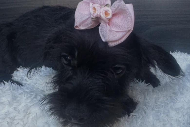 Yorkiepoo