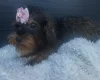 Yorkiepoo