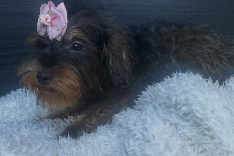 Yorkiepoo