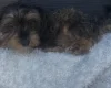 Yorkiepoo
