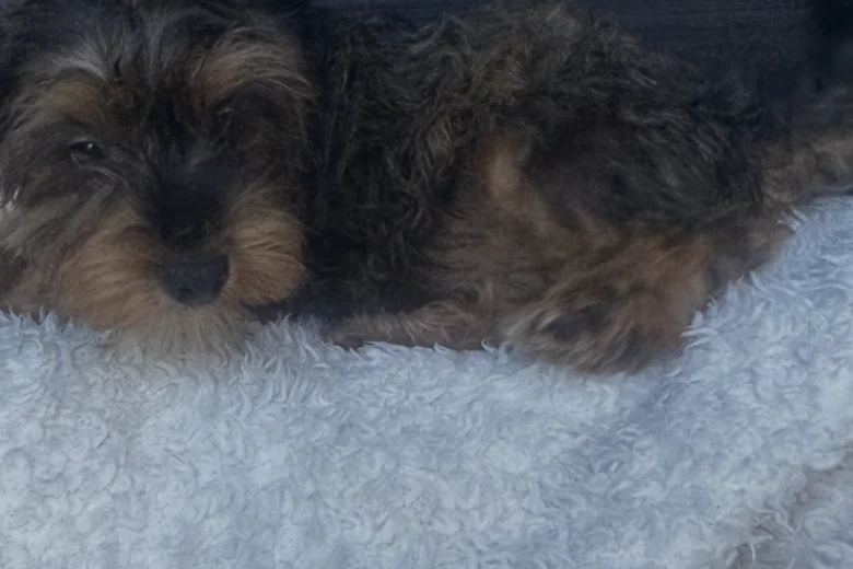 Yorkiepoo