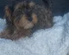 Yorkiepoo
