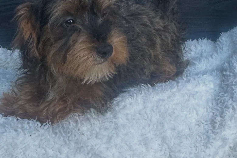 Yorkiepoo