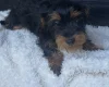 Yorkiepoo