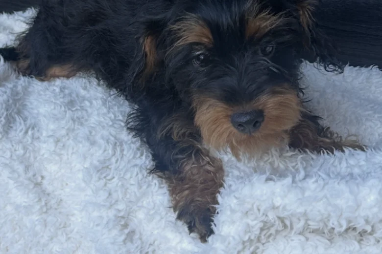 Yorkiepoo