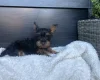 Yorkiepoo