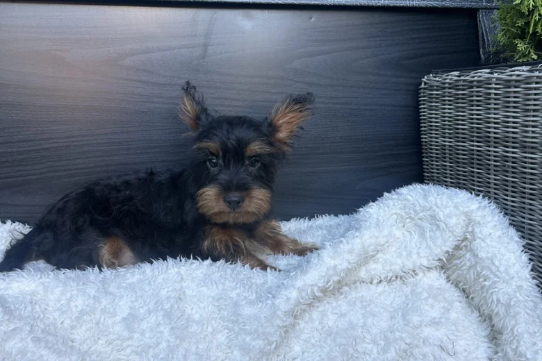 Yorkiepoo